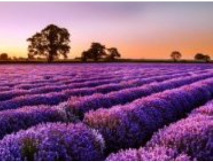 ���������Z���g��˾ Bulgarian