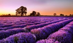 ���������Z���g��˾   Bulgarian